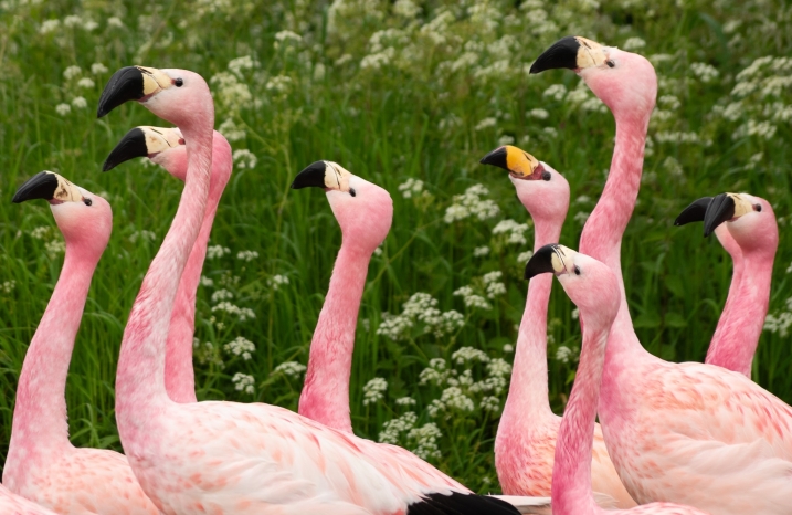 Jame's' and Andean flamingos